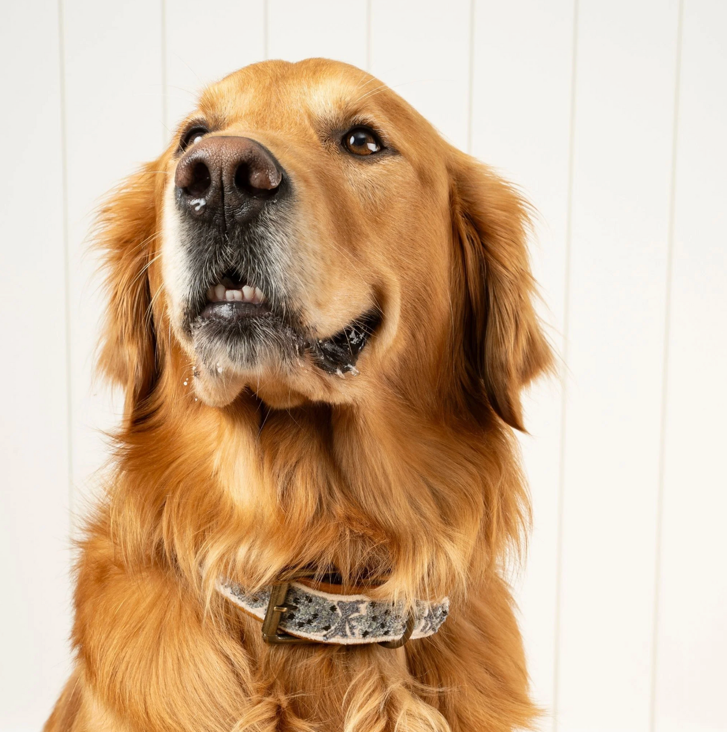 Nova Embroidered Dog Collar